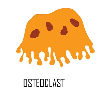 osteoclast